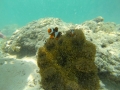 G0132646