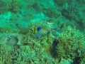 GOPR2693
