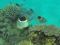 G0031014