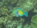 G0041202