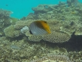 G0091070