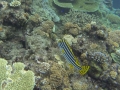 GOPR1445