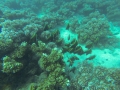 GOPR1659