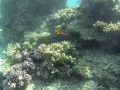 GOPR1705