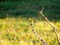 IMG_6489