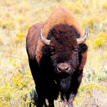 Yellowstone / Grand Teton