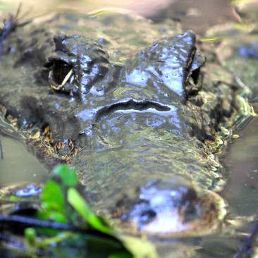 Tortuguero