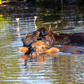 Yala National Park / Mirissa